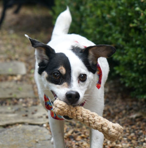 Dog Bone Rope Chew Toy - Dogtowne Dry Goods